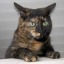 a-random-orange-and-black-cat