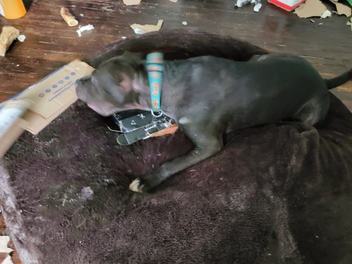Tony is again on his round brown dog bed, now mercilessly dragging a cardboard box closer so he can rip it to shreds in comfort on the bed.