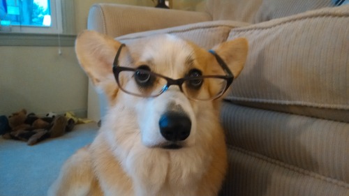 Waffles was diagnosed with myopia.  It&rsquo;s pretty serious.