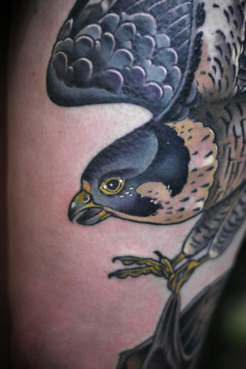 Finished this peregrine falcon catching a fruit bat today, on Sofia, who is super tough and got this