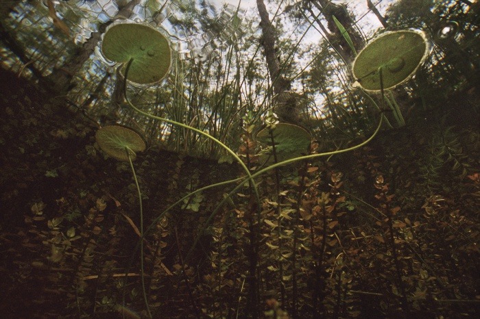 jedavu:  Mysterious Underwater Photos from Florida and Beyond by underwater photographer