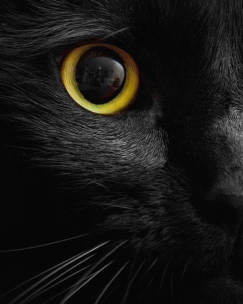 rebelrocker14:  nyxandriadracos:  catsbeaversandducks:  Black Cats are Good Luck