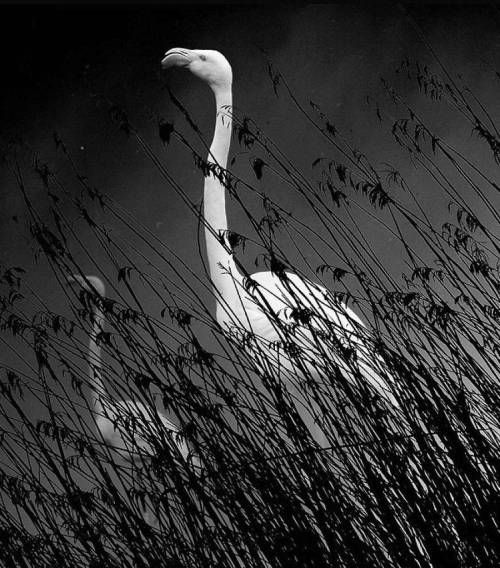 jedavu:   Birdwatching Series by Stuart Bulman   Stuart Bulman is a bird lover who spent his time lo