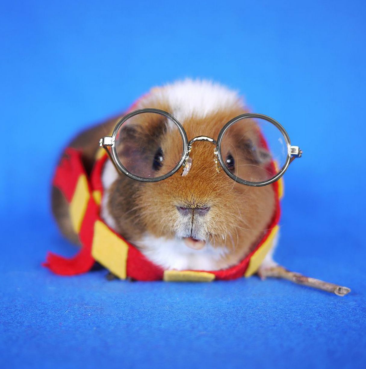 reallycuteanimalpictures:  www.mirror.co.uk