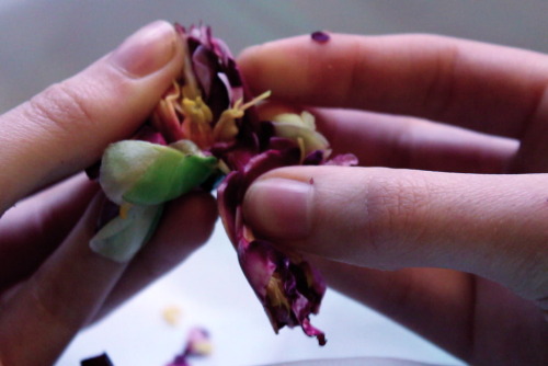 princex-misdreavus: For Every Flower Forced To Bloom, 2013  digital film stills i have never fe