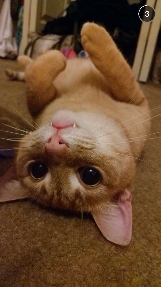 cat-overload:  Catnip makes Peanut a vampirecat-overload.tumblr.com source: http://i.imgur.com/cvaEZkT.jpg