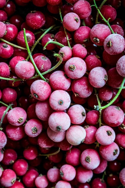 Red Currant Berries _ph.Monika Grabkowska