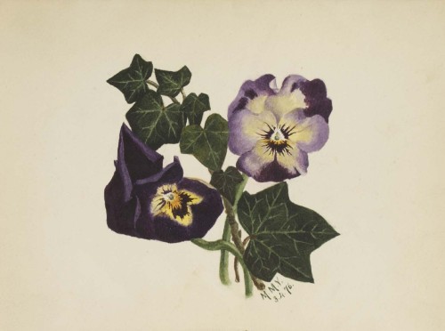 Untitled (Pansies and Ivy), Mary Vaux Walcott, 1876
