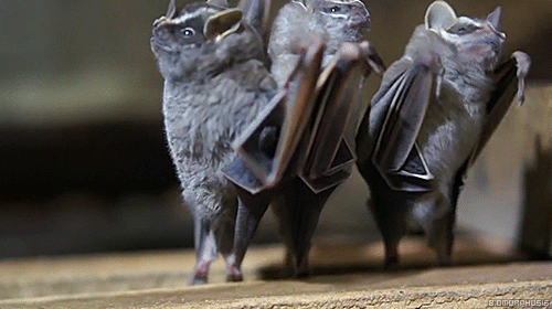 owljolson:  biomorphosis:  When you flip bats upside down they become exceptionally sassy dancers.  Just look at them 