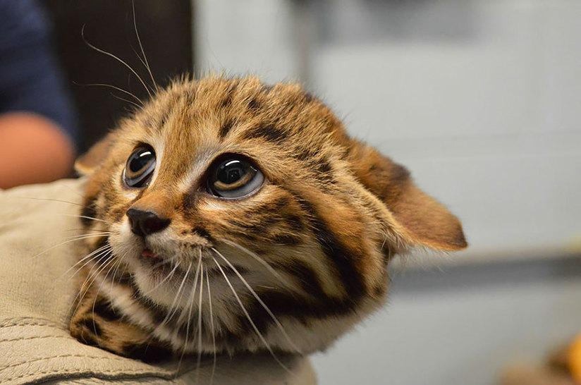 awwww-cute:Hello, I am a little black footed cat (Source: http://ift.tt/2o08zi9)