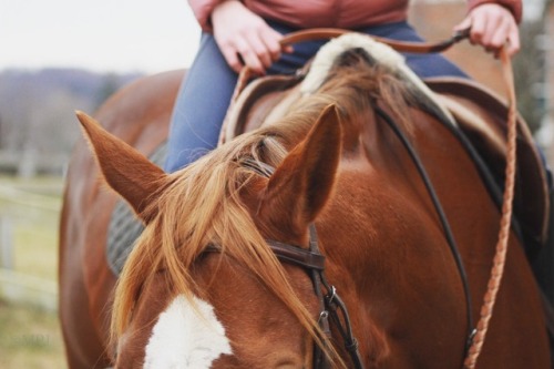 equine photography