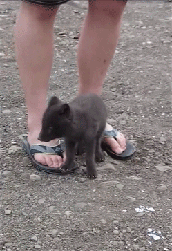 onlylolgifs:  baby arctic fox tries to eat adult photos