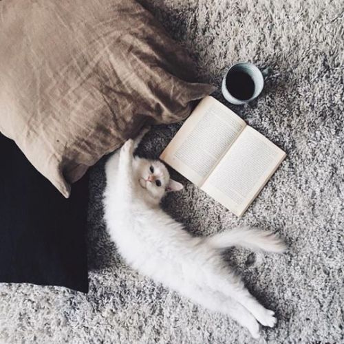 Chubby Cats