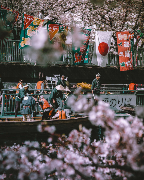 Oedo Fukagawa Sakura Matsuri , held at Fukagawa area of Tokyo, near Monzen-nakacho Station You can e