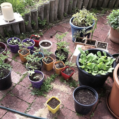 darkmagiciann:  My grandad is adding all these little plants to his garden and his excitement is so precious 🌿🌿 