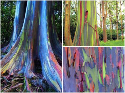These are rainbow eucalyptus trees (Eucalyptus deglupta) and hail from the Philippine Islands. The t
