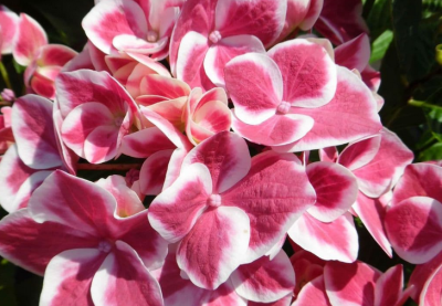 The Flower Meanings Behind Each P5r Flower Keychai Tumbex The Flower Meanings Behind Each P5r Flower Keychai Tumbex
