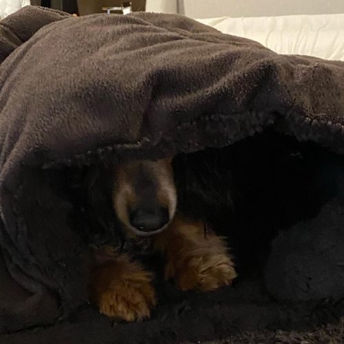 Surprize surprize it was anoder cold morning so I made myself a comforter cave to warm up and have m