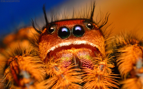 P. Otiosus X Regius hybrid - subadult/adult female (same spider)Hybrid species, these were shot just