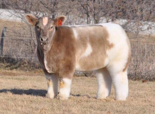 msashleighlacey:  mossyoakmaster:  Maybe she’s born with it, maybe it’s bovelline  Damn it Adam 😂😂😂 @mossyoakmaster  Haha what Ashleigh? You snorted didn’t you?