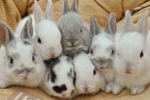 Porn Pics mera99:  I love bunnies! *,* 