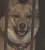 Please enjoy this intensely zoomed in picture of my dog