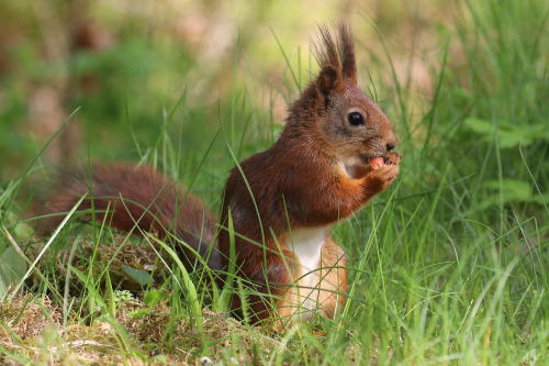 michaelnordeman:Red squirrel/ekorre. Värmland, Sweden (May 22, 2022). 