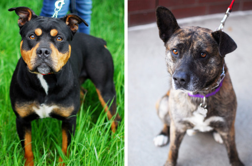 Two more dogs have joined the heartworm positive club this week, Bane and Stewie. This is not a club