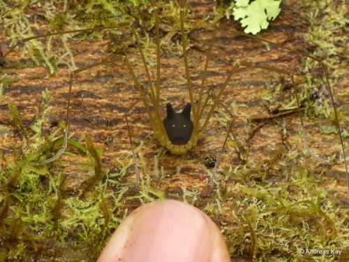 onenicebugperday: Bunny Harvestman, Metagryne bicolumnata, Opilionesby Andreas Kay