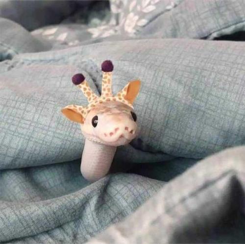 cuteness–overload:Sneks in hatsSubmit your cute pet here | Source: bit.ly/30YSZp7Is th