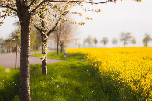 raining petals by skoeber on Flickr.