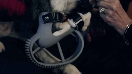amukon:  reaverthirteen:  gifsboom: See how unique, custom 3D printed prosthetics allow Derby the dog to run for the first time. Video: Derby the dog, Running on 3D Printed Prosthetics  Right in the feels.  Omg😍😍😍 awh happy baby^_^  😻