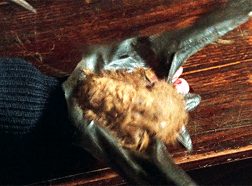 THE HOUSE BY THE CEMETERY (1981) Dir. Lucio Fulci