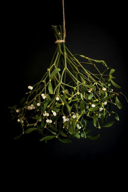 Celtic Mistletoe Lore: Five days after the first new moon following the winter solstice, Druid pries