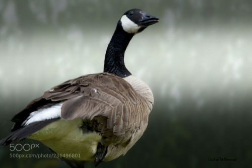 From Québec Canada by Andre_Villeneuve