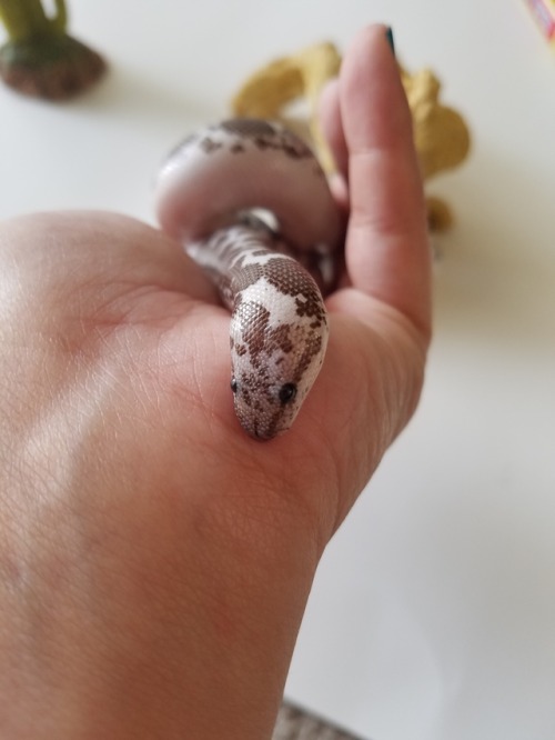 snabiesnbabies:Attempts to burrow in hand. Attempts foiled. Still cute.