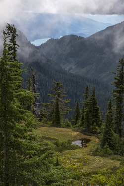 the-ravens-song-photography: A Small Meadow