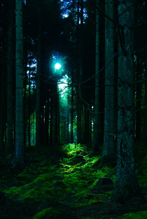 de-preciated:Forest Floor by James_Farley on Flickr. Source - (flic.kr/p/8KxMWw) Sony dsc