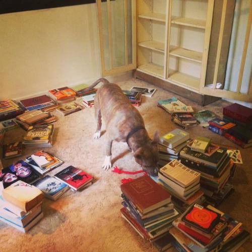 How We Unpack/organize The Library. Only A Year Late.