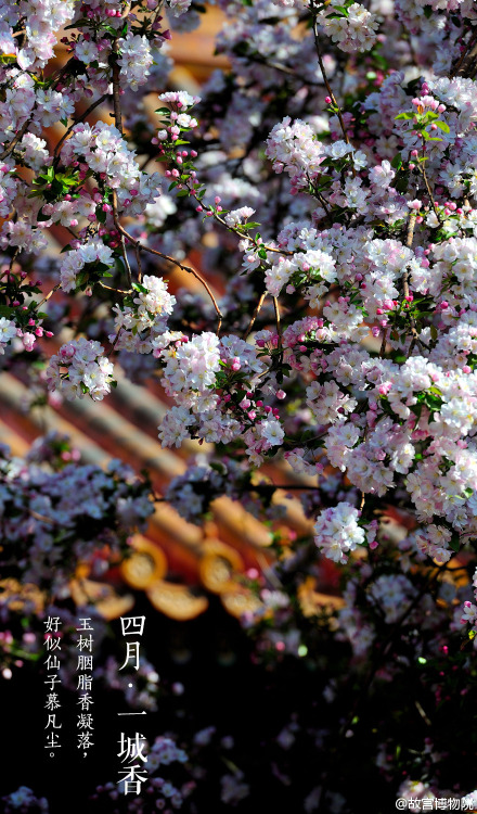 April, spring, chinese small apple blossoms, the Forbidden City. By 故宫博物院.