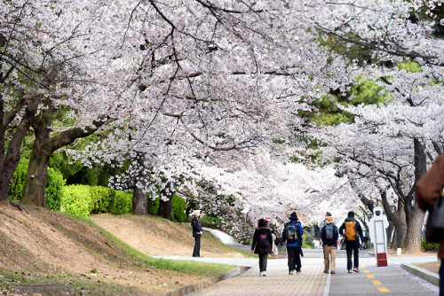 DSLR shots of the cherry blossoms of Jinhae during the annual Gunhangje Festival.