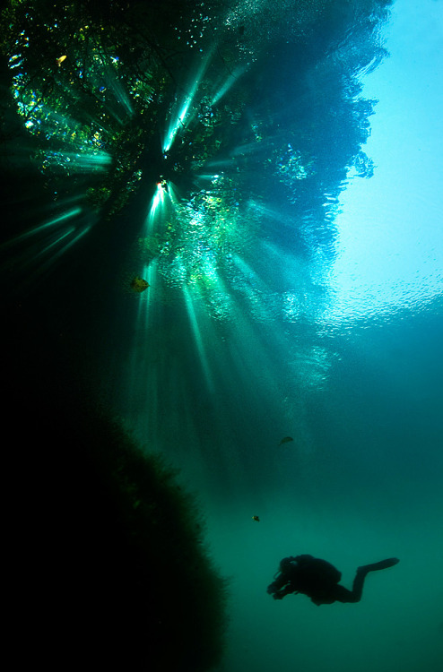 staceythinx:  Underwater photographer Viktor Lyagushkin captures divers under more than just water.  