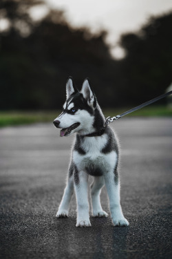 bearded-daddy:  draftthemes:  envyavenue:  Husky Puppy  High Quality, Free Tumblr Themes!  Follow us on Instagram!!!  Dream pup…  I WANT A HUSKY 😍