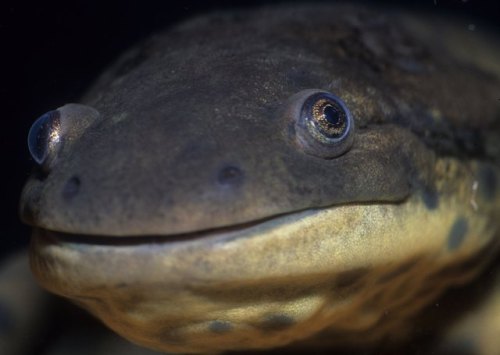 typhlonectes:Gray Tiger Salamander (Ambystoma mavortium diaboli) adult and larva, a subspecies of th