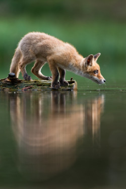 llbwwb:  (via Thirsty by Jan Pelcman / 500px)