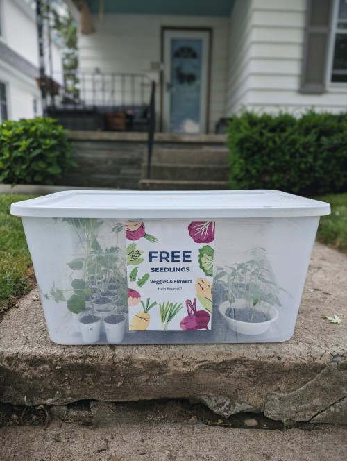 Surplus Seedlings In The 'Little Free Garden' Today Include: Cucumbers (regular & Miniature), Summer