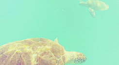 asheathes:  WIZARDING SCHOOLS AROUND THE WORLD: THE CARIBBEAN  The magic folk of