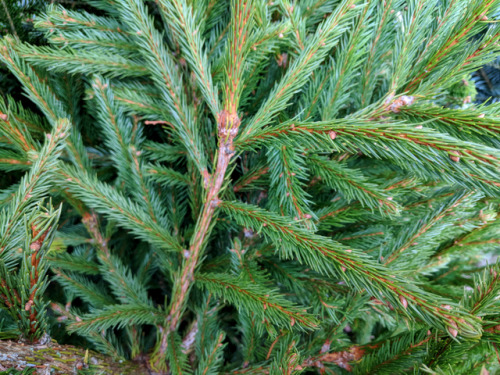 regnum-plantae: Know your festive conifers I mentioned before that I started working in a garden cen