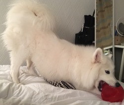 cloudthesamoyed:  bit of an odd stance