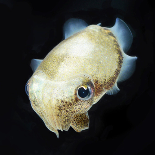 aparticularlygoodfinder: hobbitdragon: tentacuties cuddlefish